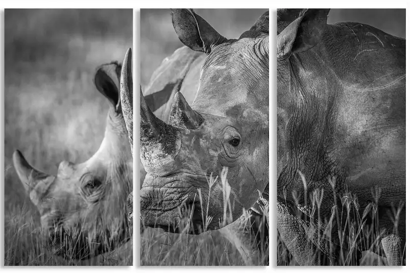 Couple de rhino - cadre noir et blanc animaux