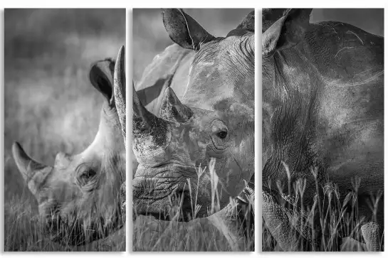 Couple de rhino - cadre noir et blanc animaux