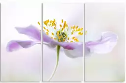 Anémone sylvie - affiche fleurs