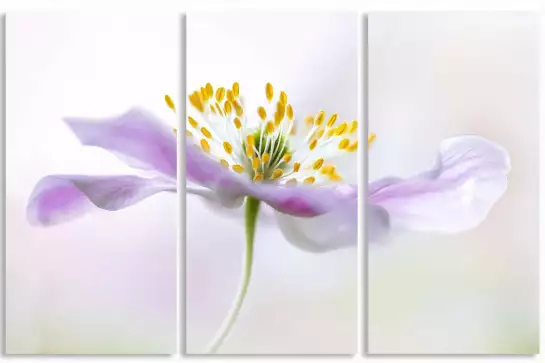 Anémone sylvie - affiche fleurs
