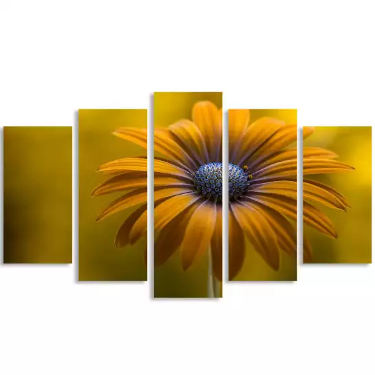 Marguerite de soleil - affiche fleurs