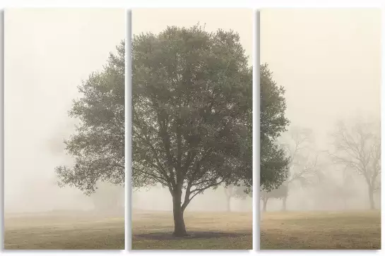 Arbres dans le brouillard - affiche nature