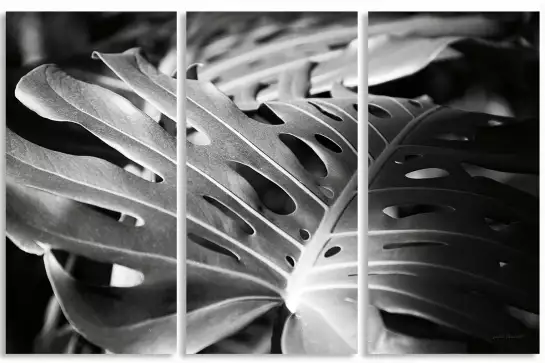 Philodendron - poster plantes