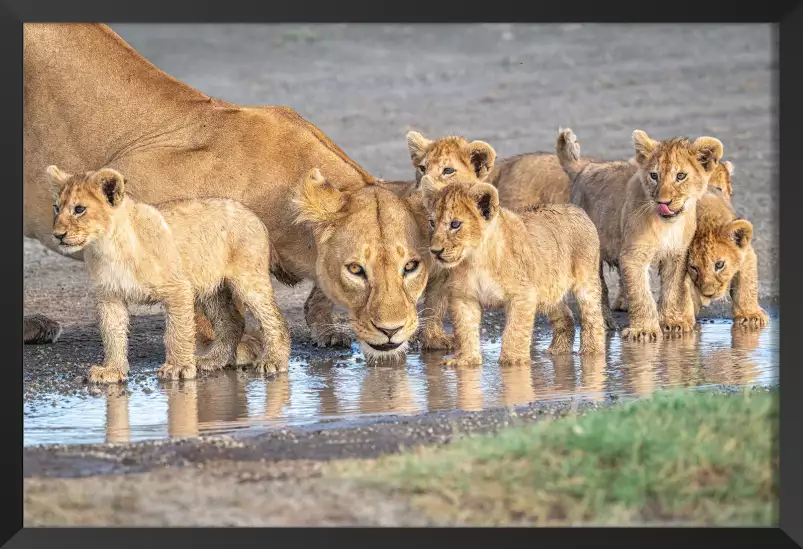 Méfiance au point d'eau - affiche animaux