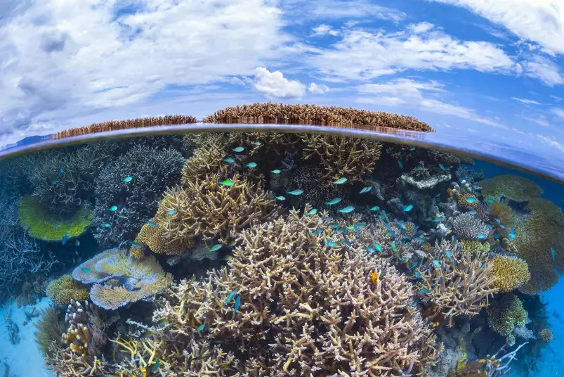 Récif de Mayotte - affiche mer