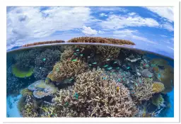 Récif de Mayotte - affiche mer