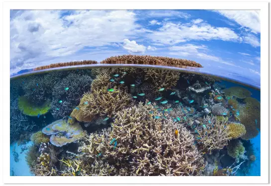 Récif de Mayotte - affiche mer