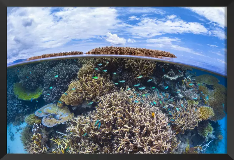 Récif de Mayotte - affiche mer