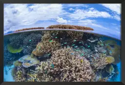 Récif de Mayotte - affiche mer