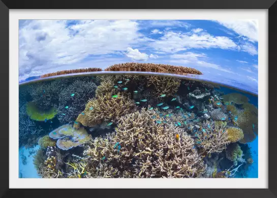 Récif de Mayotte - affiche mer