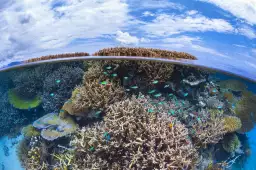 Récif de Mayotte - affiche mer