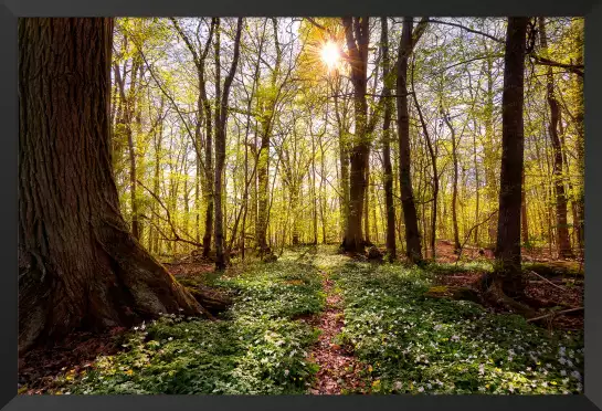 Hêtraie - affiche foret