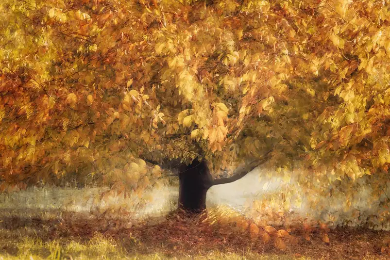 Couleurs dorées - paysage d'automne