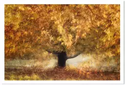 Couleurs dorées - paysage d'automne