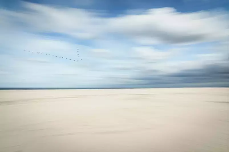 Oiseaux au bord de la mer - tableau de mer