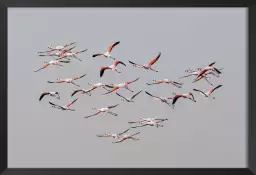 Flamants roses en vol - affiche animaux