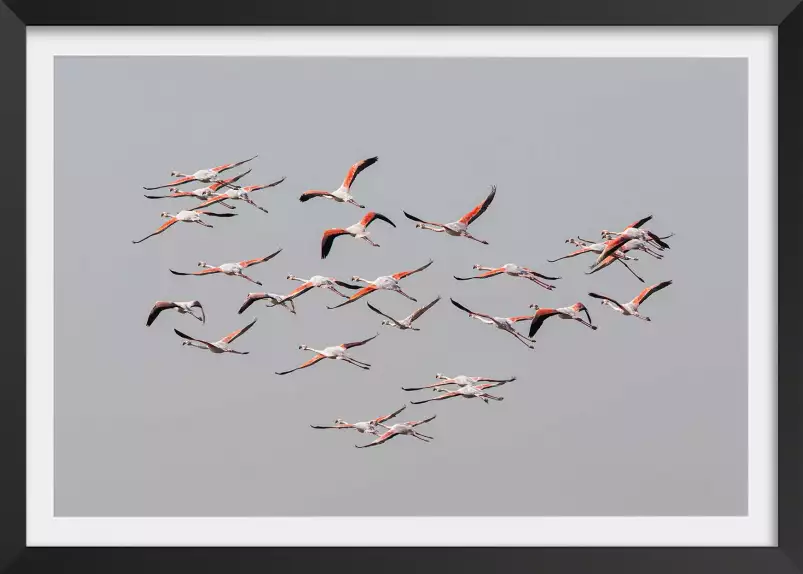 Flamants roses en vol - affiche animaux