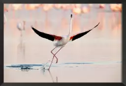 Danse des flamants roses - affiche animaux