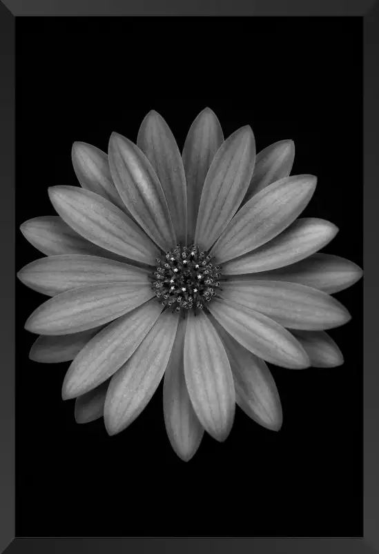 Osteospermum - affiche fleurs