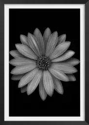 Osteospermum - affiche fleurs