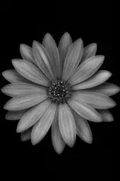 Osteospermum - affiche fleurs