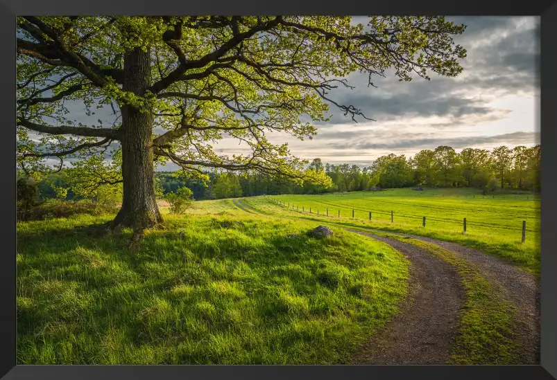 Chemin de campagne - paysage nature