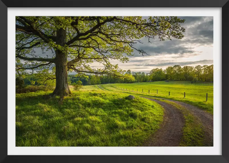 Chemin de campagne - paysage nature