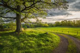 Chemin de campagne - paysage nature