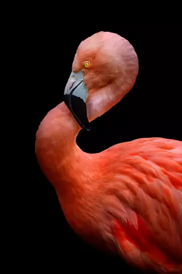 Torsion - oiseaux colorés