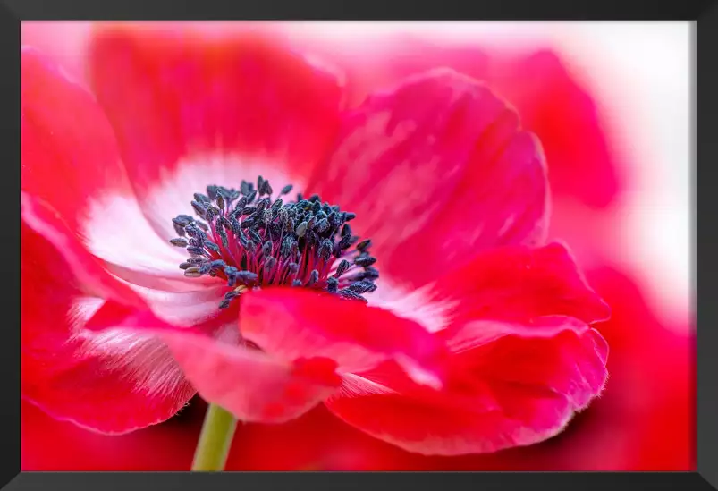 Tout simplement rouge - affiche fleurs