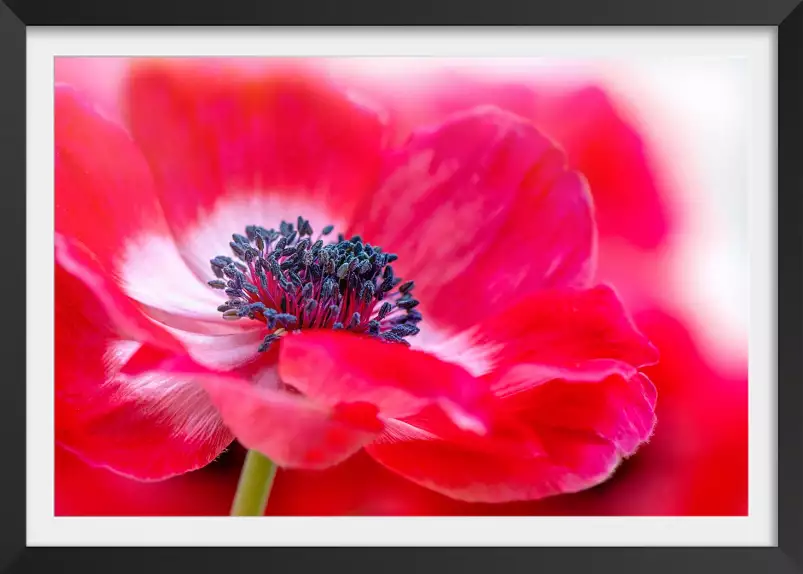 Tout simplement rouge - affiche fleurs