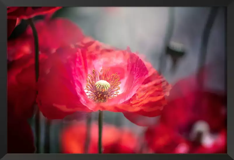 Dans l'ombre - affiche fleurs