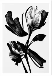 Fleur noire - affiche de fleurs