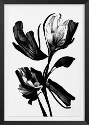 Fleur noire - affiche de fleurs