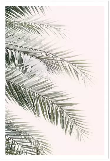 Blush  palm - affiche feuille de palmier