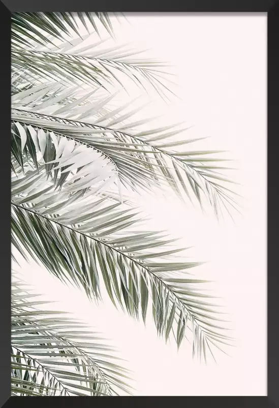 Blush  palm - affiche feuille de palmier