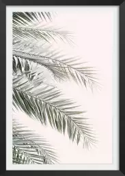 Blush  palm - affiche feuille de palmier