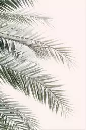 Blush  palm - affiche feuille de palmier