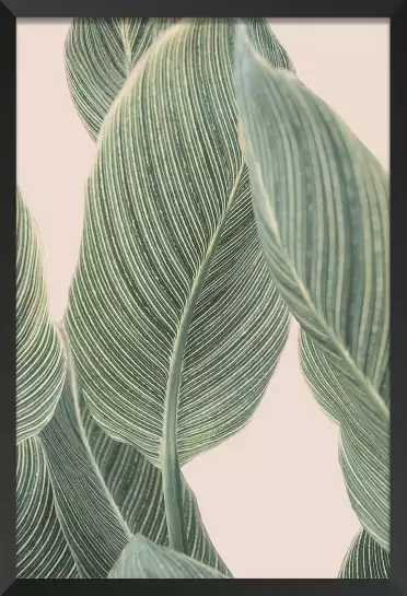 Calla leaf - affiche feuille de palmier