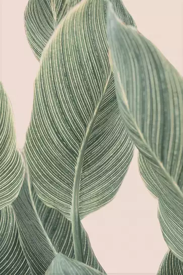 Calla leaf - affiche feuille de palmier