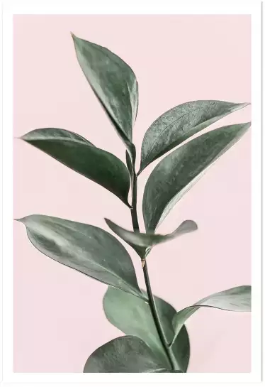 Feuillage sur fond rose - poster plantes