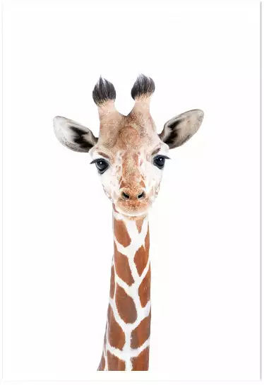 Baby  girafe - affiche animaux