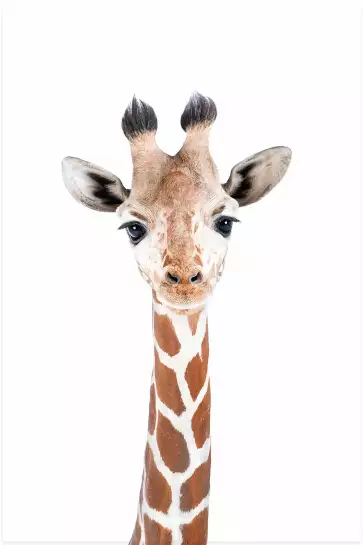 Baby  girafe - affiche animaux