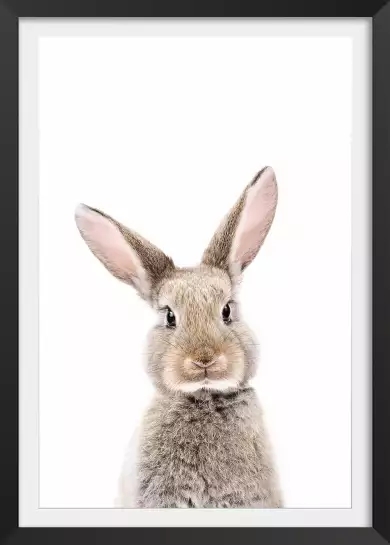 Baby rabbit - affiche animaux