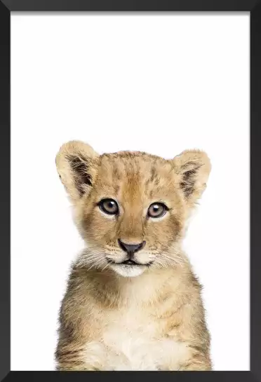 Baby lionceau - affiche animaux