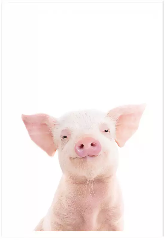 Baby cochon - affiche animaux