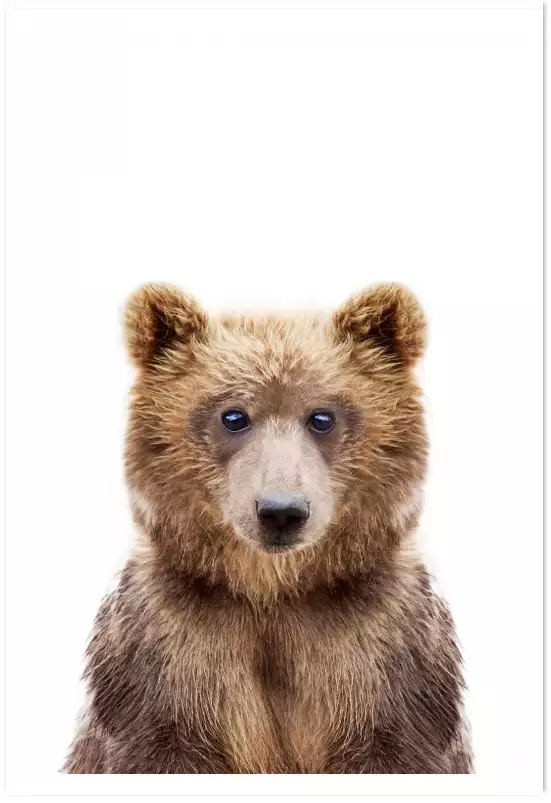 Baby ours - affiche animaux