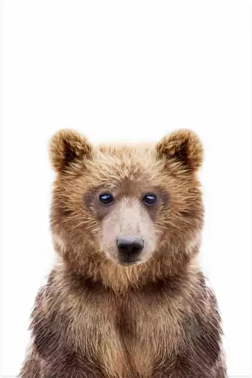 Baby ours - affiche animaux