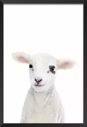 Baby agneau - affiche animaux
