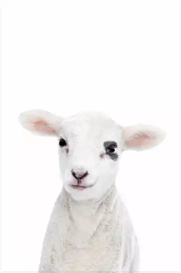 Baby agneau - affiche animaux